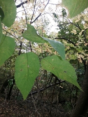 Euonymus atropurpureus