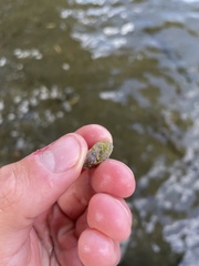 Chaetophora