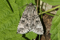 Acronicta megacephala