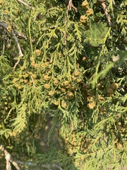 Chamaecyparis pisifera