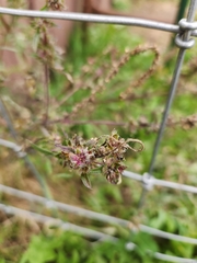 Rumex crispus