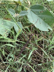 Diapheromera femorata