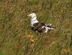 Larus dominicanus vetula