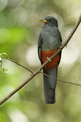 Trogon melanurus