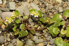 Cochlearia officinalis
