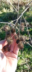 Arctium tomentosum