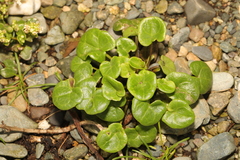 Cochlearia officinalis