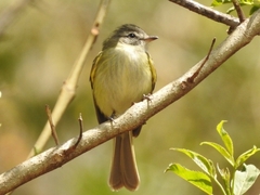 Phyllomyias sclateri