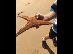 Astropecten aranciacus