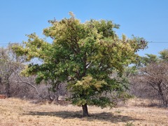 Senegalia burkei