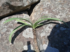 Agapanthus campanulatus