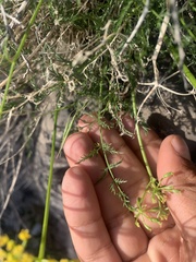Lomatium grayi depauperatum