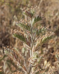 Echium asperrimum