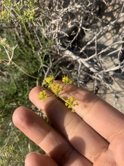 Lomatium grayi depauperatum