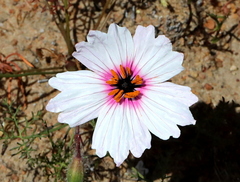 Monsonia speciosa