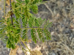 Senegalia burkei