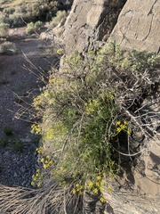 Lomatium grayi depauperatum
