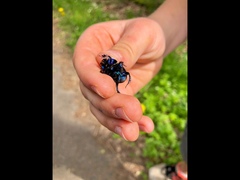 Anoplotrupes stercorosus