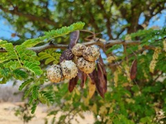 Senegalia burkei
