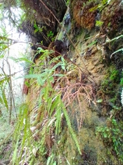 Gleicheniaceae