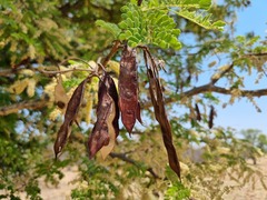 Senegalia burkei