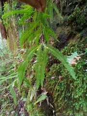 Gleicheniaceae
