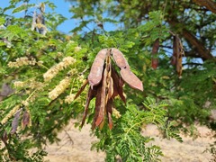 Senegalia burkei