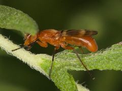 Zacompsia fulva
