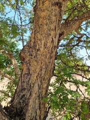 Senegalia burkei