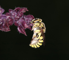 Anthidium florentinum