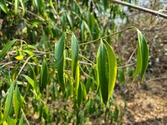 Coptosperma supra-axillare