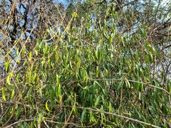 Coptosperma supra-axillare