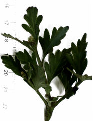 Phyllocladus