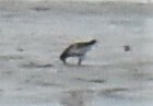 Calidris alpina
