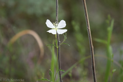 Oenothera tetraptera