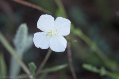 Oenothera tetraptera