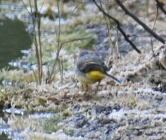Motacilla cinerea patriciae