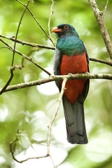 Trogon massena