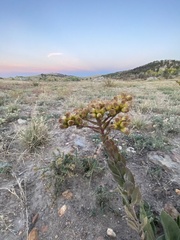 Solidago rigida humilis