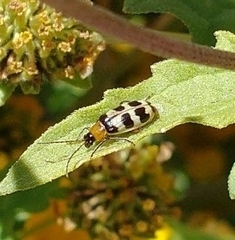 Paranapiacaba tricincta