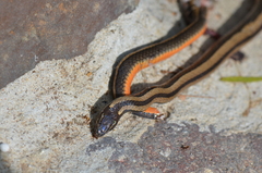 Coniophanes imperialis