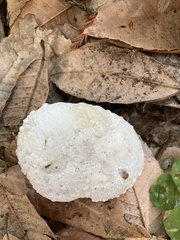 Hypomyces microspermus