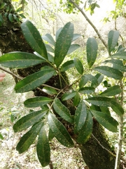 Matayba elaeagnoides