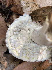 Hypomyces microspermus