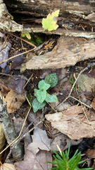 Goodyera tesselata image