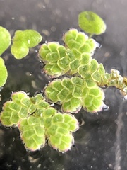 Azolla