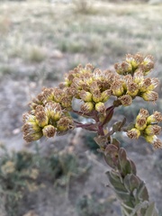 Solidago rigida humilis