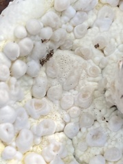 Hypomyces microspermus