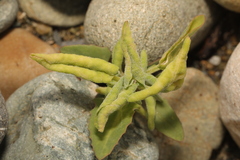 Hayhurstia atriplicis
