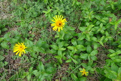 Pentanema salicinum